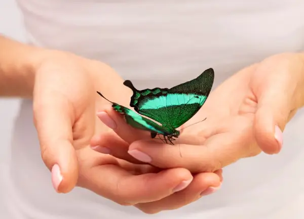 Reiki Classes