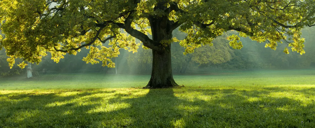 Inner Light Welness